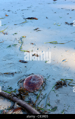 Méduse rouge échoué sur une plage de sable à côté de certaines algues de mer Banque D'Images