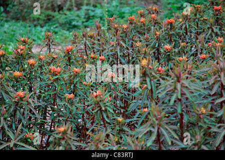 Euphorbia griffithii 'Dixter' AGM Banque D'Images