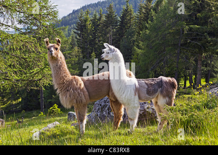 Llama (lama glama). Deux adultes debout sur un pâturage de montagne Banque D'Images