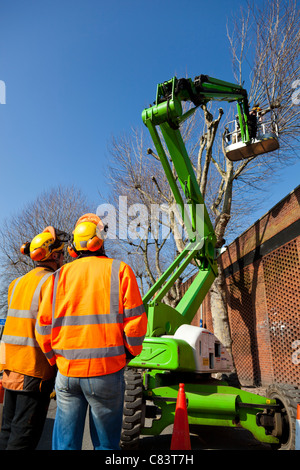 Un tree surgeon pollards un platane à partir d'un ascenseur hydraulique (cherry picker) tandis que ses collègues. Banque D'Images