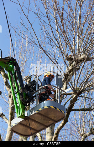 Un tree surgeon pollards un platane à partir d'un ascenseur hydraulique (cherry picker). Banque D'Images