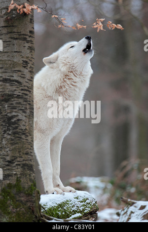 Le loup arctique (Canis lupus arctos) dans la forêt, hurlant Banque D'Images