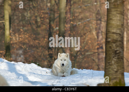 Loup arctique dans la neige / Canis lupus arctos Banque D'Images