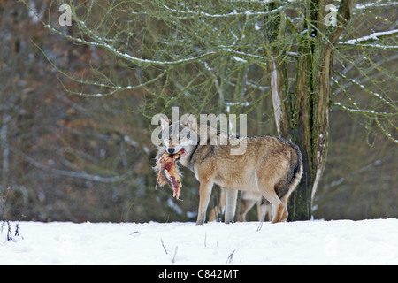 Loup gris avec les proies dans la neige / Canis lupus Banque D'Images