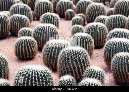 Cactus dans les serres des plantes du désert Banque D'Images