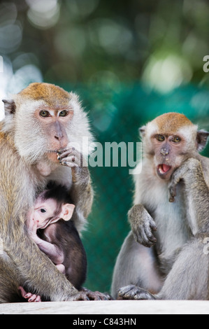 Macaque à Lake Gardens, Kuala Lumpur, Malaisie, Asie du Sud Est Banque D'Images