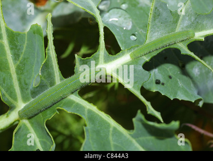 Les chenilles d'un petit blanc sur une plante Banque D'Images