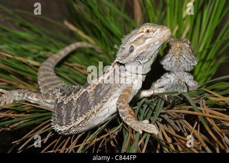 Deux dragons barbus / Pogona vitticeps Banque D'Images