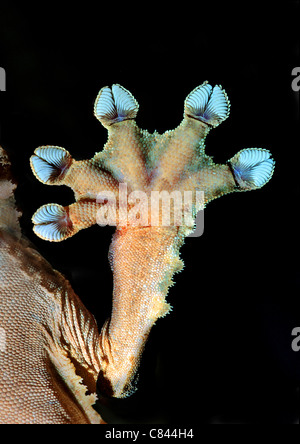 Gecko. Pied avec coussinets vus de dessous Banque D'Images