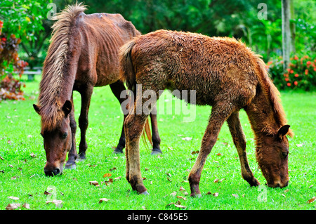 L'herbe de tonte dans farm Banque D'Images