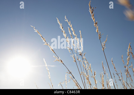 Les tiges de blé contre le ciel bleu Banque D'Images
