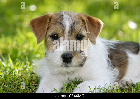 Jack Russell Terrier. Puppy lying on meadow Banque D'Images