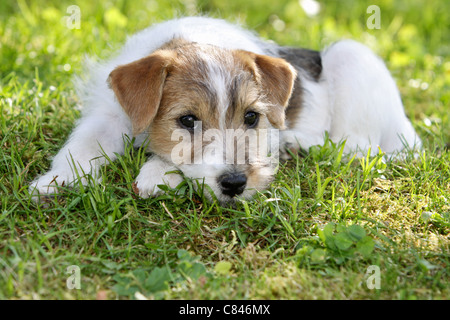 Jack Russell Terrier. Chiot allongé sur l'herbe Banque D'Images