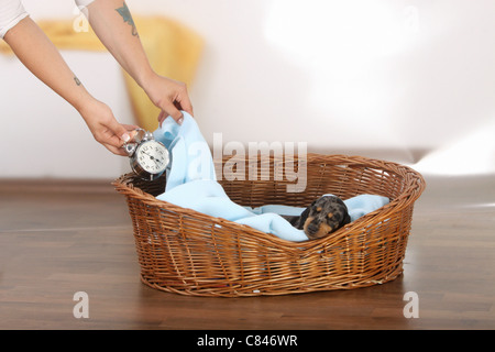 Teckel à poil court - chiot - dormir Banque D'Images