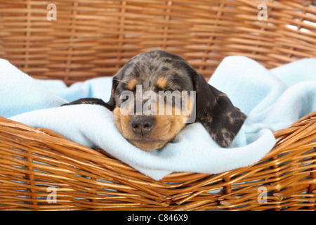 Teckel à poil court - chiot - dormir Banque D'Images