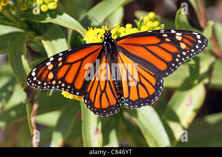 Un monarque, Danaus plexippus, avec les ailes repliées sur l'alimentation, la verge d'or Solidago sempervirens. Lavalette, NJ, USA Banque D'Images