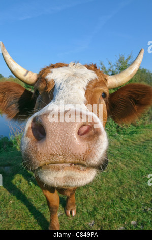 Curieux de vache laitière, Suffolk, UK Banque D'Images