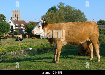 Vache laitière dans le village anglais Banque D'Images