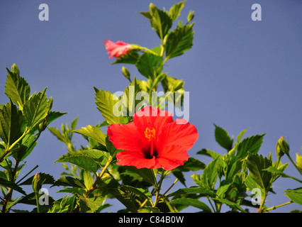 Fleur d'hibiscus rouge, Salou, Costa Dorada, province de Tarragone, Catalogne, Espagne Banque D'Images