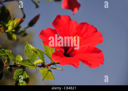 Fleur d'hibiscus rouge, Salou, Costa Dorada, province de Tarragone, Catalogne, Espagne Banque D'Images