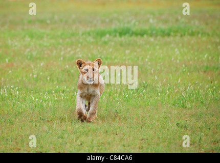 Lion, Panthera leo, Kgalagadi Transfrontier Park, Afrique du Sud, l'Afrique Banque D'Images