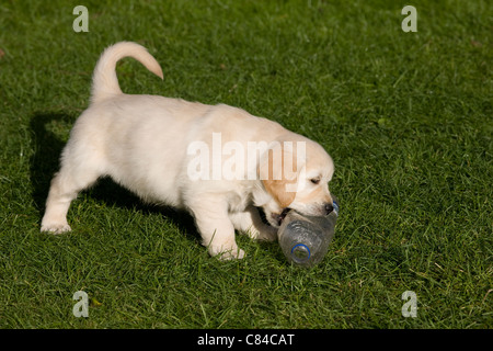 Josh/Yorkbeach Aero Golden Seaplane chiot Golden Retriever 6 semaines à jouer avec une bouteille d'eau plastique Brecon Carreg in garden Banque D'Images