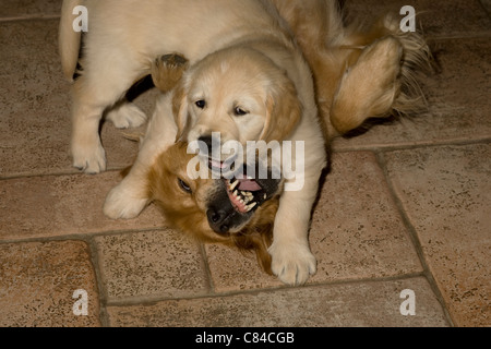 Josh/Yorkbeach Aero Golden Seaplane chiot Golden Retriever 8 semaines joue avec sa mère sur le sol en pierre Banque D'Images