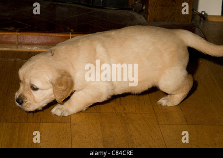 Femme 5 semaines chiot golden retriever, Ella/Phoebe, Yorkbeach Guilhemroux d'or, pas de principe Banque D'Images