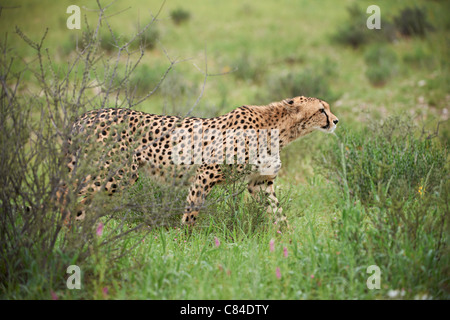 Femelle guépard, harcèlement criminel Acinonyx jubatus, Kgalagadi Transfrontier Park, Afrique du Sud, l'Afrique Banque D'Images