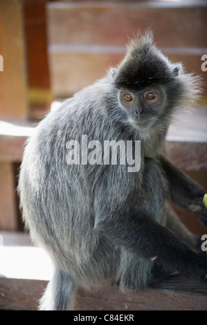 La feuille d'argent Langur monkey, Labuk Bay Proboscis Monkey Sanctuary, Sabah, Bornéo, Malaisie Banque D'Images