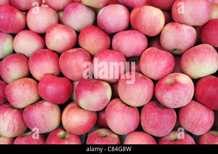Pommes rouges Banque D'Images