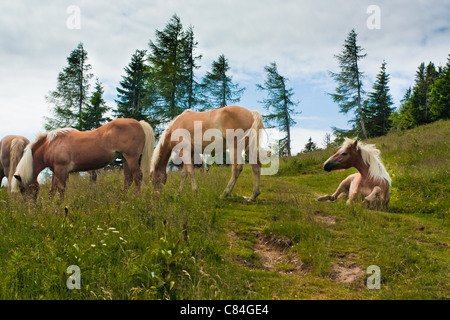 Famille de chevaux sur Zwolferhorn en Autriche Banque D'Images