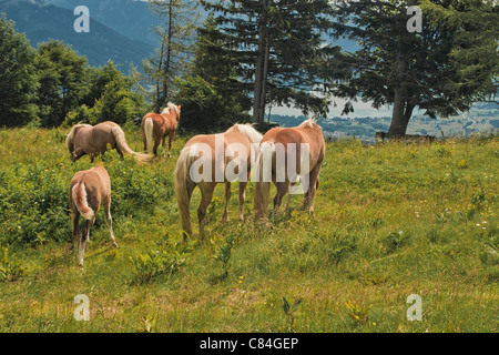 Famille de chevaux sur Zwolferhorn en Autriche Banque D'Images