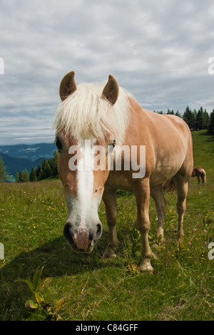 Horse portrait on Zwolferhorn en Autriche Banque D'Images