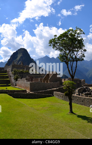 Tree panorama Machu Picchu Machu Picchu Machu picchu site du patrimoine mondial de l'Unesco ville sacrée ruines wayna Huayna Picchu Trail Peru Banque D'Images