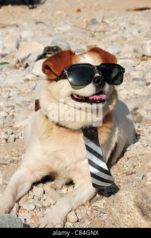 Funny puppy en portant une cravate lunettes Banque D'Images