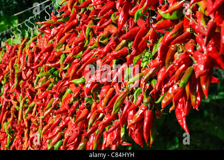 Pamukkale, Turquie. Beaucoup de piments rouges et verts frais séchant au soleil. Ces caractéristiques seront utilisées pour faire pul biber (piment). Banque D'Images