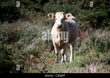 Vache dans un paysage verdoyant, Sherkin Island au large de la côte sud de l'Irlande Cork Co Skibbereen Banque D'Images