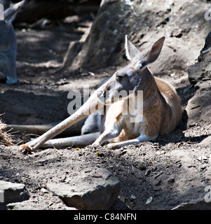 Un kangourou rouge dans le Zoo Taronga Sydney New South Wales Australie Banque D'Images