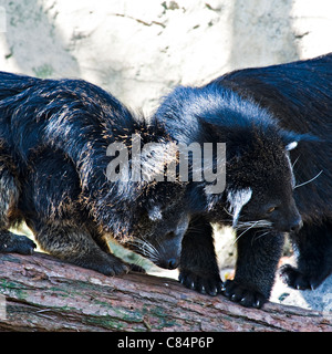 Une paire de Biturong Artictis Bearcats sur un tronc d'arbre dans le Zoo Taronga Sydney New South Wales Australie Banque D'Images