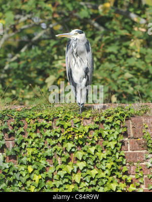 Héron cendré en appui sur le couvert de lierre REMPARTS DU FORT BROCKHURST, Gosport, HAMPSHIRE Banque D'Images