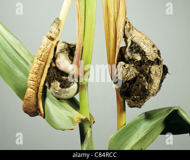 Le charbon du maïs (Ustilago maydis) maïs fourrage infecté nœud supérieur de la récolte d'ensilage Banque D'Images