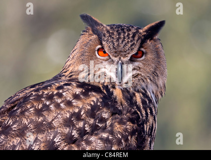 Eagle owl (Bubo bubo) Banque D'Images