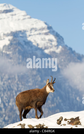 Chamois (rupicapra Rupricapra) Banque D'Images