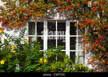 Fenêtre chalet entouré de baies rouges de pyracantha et jaune Potentilla fruticosa dans le Wiltshire, England, UK Banque D'Images