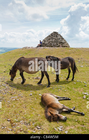 Poneys Exmoor à Dunkery Beacon, Somerset, le point le plus haut (1705 pieds) d'Exmoor Banque D'Images