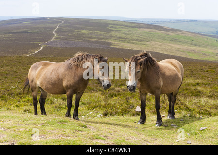 Poneys Exmoor à Dunkery Beacon, Somerset, le point le plus haut (1705 pieds) d'Exmoor Banque D'Images