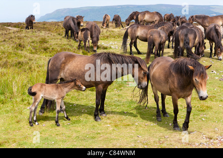 Exmoor poneys à Dunkery Beacon, Somerset UK, le point le plus élevé d'Exmoor (1705 pieds) Banque D'Images