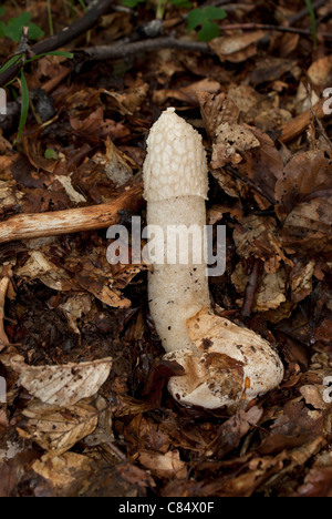 Champignon phallus dans les Picos de Europa Banque D'Images