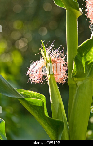 Maïs femelle, avec la soie. Banque D'Images